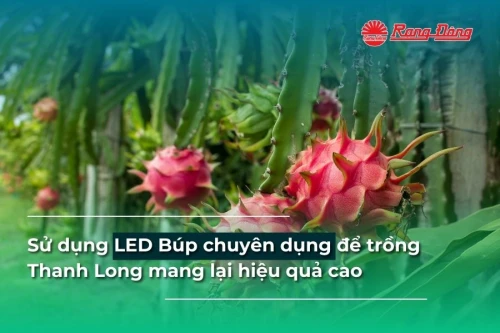 Sử dụng LED Búp chuyên dụng để trồng Thanh Long mang lại hiệu quả cao